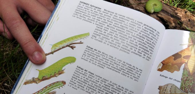 Educación ambiental- guía insectos